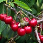 buah dengan rasa yang unik