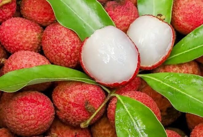 MENGENAL BUAH LECI