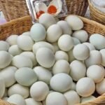 telur yang sehat tapi konsumsi harus teratur